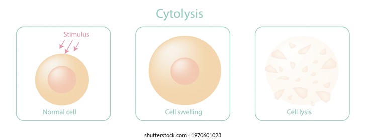 Lysis is breaking down of the membrane of a cell and organelle. Virus, enzyme, drop of fluid, and lysate.