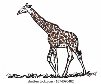 Maasai Giraffe Hand Drawn Sketch