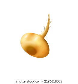 Maca. Turnip. Root. Illustration On A White Background.