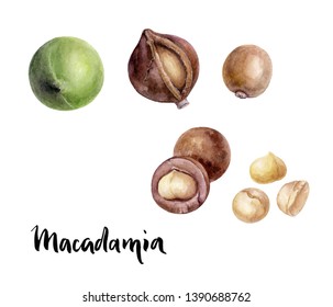 Macadamia Nut Watercolor Illustration Isolated On White Background