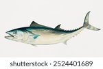 Mackerel chromolithograph (1879) by Samuel Kilbourne. Fish illustration. Vintage mackerel fish sea animal art drawing illustration, old vintage painting art print of mackerel fish marine animal.