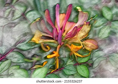 Macro converted to colored pencil drawing Common Honeysuckle bordered by fine foliage like mosaic