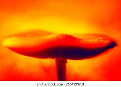 Macro Photography Lamellar Mushroom, Gill Fungus. Illustration Of Thermal Image