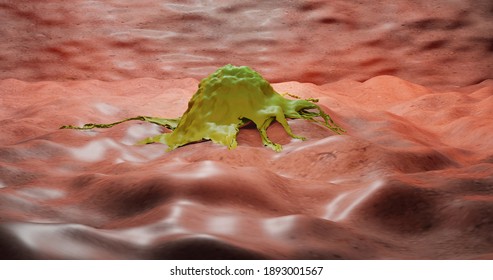 The Macrophage In 3d Illustration