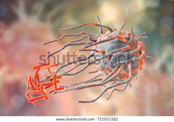 Macrophage engulfing tuberculosis bacteria\
Mycobacterium tuberculosis, 3D\
illustration