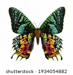 Madagascan Sunset Moth (Chrysiridia rhipheus), realistic drawing, illustration for the encyclopedia of animals of the island of Madagascar, isolated image on a white background