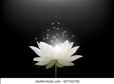 Fleur Lotus Noir Et Blanc Hd Stock Images Shutterstock