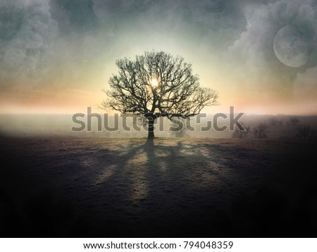 Similar – Foto Bild Wintersonne Baum Herbst