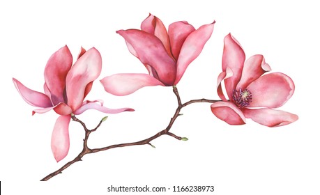 Magnolia Branch Isolated On White Background Stock Illustration ...