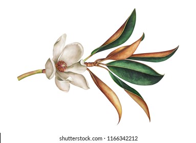 Magnolia branch with leaves and white flower isolated on white background. Hand drawn watercolor illustration.
