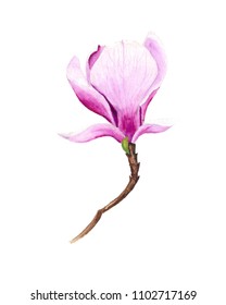 Magnolia Flower Watercolor Stock Illustration 1102717169 | Shutterstock