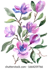 Magnolia Spring Pink Blossom Branch Watercolor Illustration