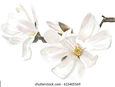 Download Magnolia Watercolor High Res Stock Images Shutterstock