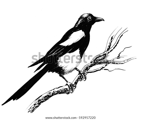 Magpie Bird Sitting On Tree のイラスト素材