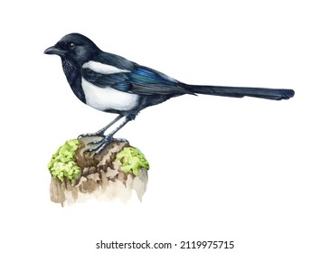 Magpie bird watercolor illustration. Hand drawn realistic pica pica avian. Common eurasian magpie on a tree branch. Wildlife single forest bird. Isolated on white background