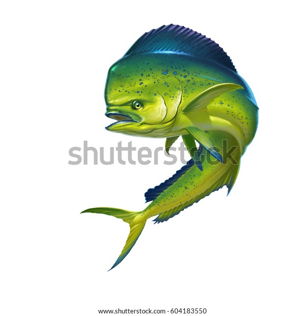 白い背景にマヒマヒまたはイルカの魚 白い背景にマヒマヒやイルカの魚の現実的なイラスト のイラスト素材 Shutterstock