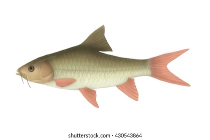 Mahseer