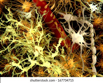 The main cells of the brain: yellow: neurons; orange: astrocytes; grey: oligodendrocytes; white: microglia/ Brain cells