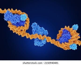 Main epigenetic modifications performed by DOT1L (dark blue, right),  DMNT1 (mid) and ubiquitin  (light blue, left). Source: PDB entry 6NOG, 3PT6, 7XD0. 3d rendering