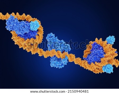 Main epigenetic modifications performed by DOT1L (dark blue, right),  DMNT1 (mid) and ubiquitin  (light blue, left). Source: PDB entry 6NOG, 3PT6, 7XD0. 3d rendering