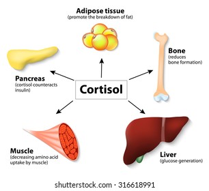 Main Functions Cortisol In The Body. It Is Hormone Released In Response To Stress And Low Blood-glucose Concentration. 