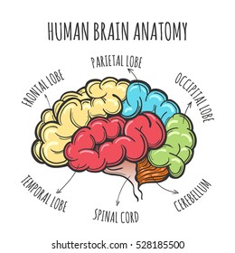 Main parts of the human brain. Human Brain in sketch style. 