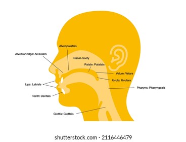 Main Places And Manners Of Articulation