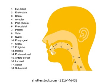 Main Places And Manners Of Articulation