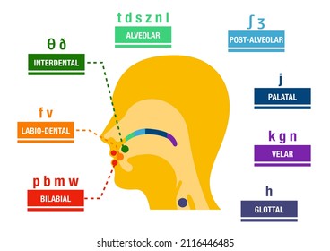 Main Places And Manners Of Articulation