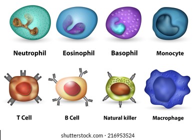 Main white blood cell leukocytes type overview