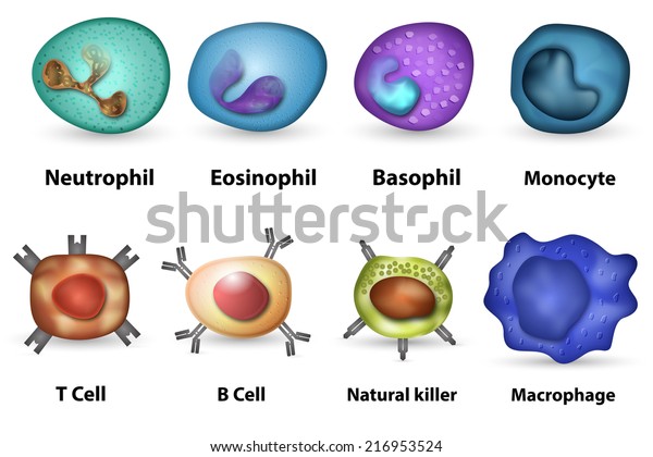 主白血球白血球の概要 のイラスト素材