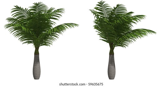 Majesty Palm Isolated On White Background