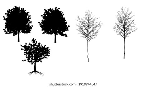 Vector Drawing Birch Betula Pubescens Detail Stock Vector (Royalty Free ...