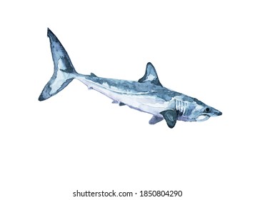  The Mako Shark Are Typical Inhabitants Of The Open Ocean Pelagic Zone, Which Are Considered The Fastest Sharks In Existence.