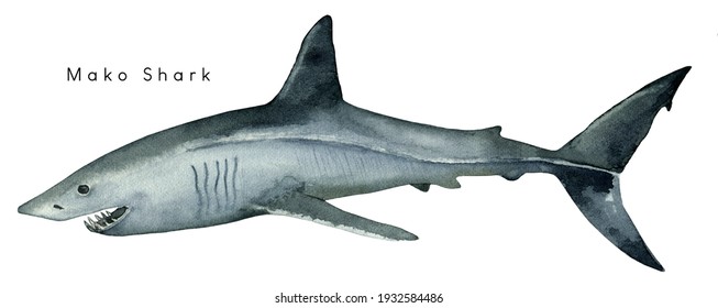 mako shark drawings