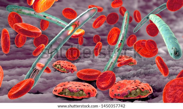 Malaria pathogen causing\
malaria illness and blood cells into blood circulation - 3d\
illustration