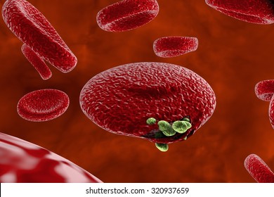 Malaria. Release Of Malaria Parasites From Red Blood Cell