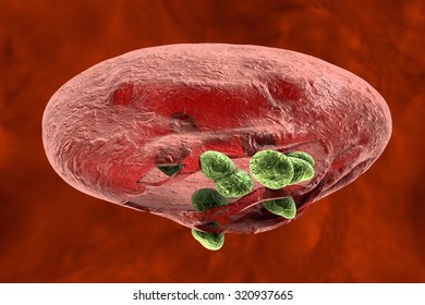 Malaria. Release Of Malaria Parasites From Red Blood Cell