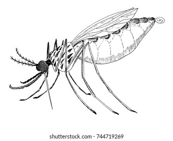 Malarial Anopheles Mosquito. Drawing Outline Image.