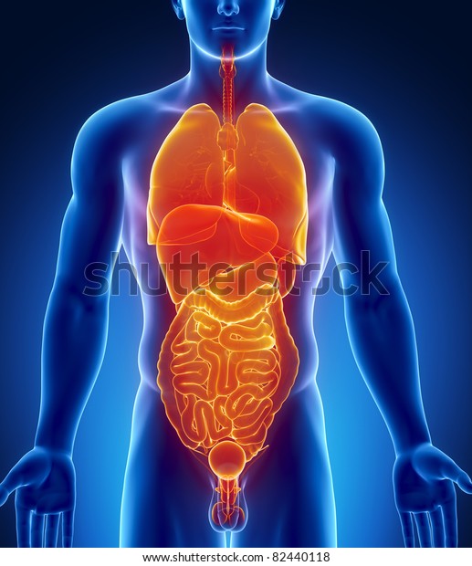 Male Abdominal Thorax Organs Stock Illustration 82440118