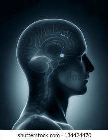 Male Amygdala Medical X-ray Scan