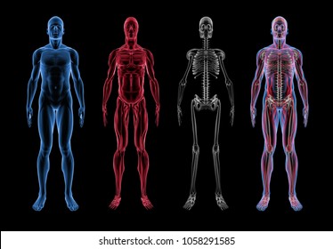 Male Anatomy (3D Body, Muscle & Skeleton) Front View