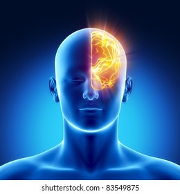 Male Anatomy Of Human Left Hemisphere In X-ray View