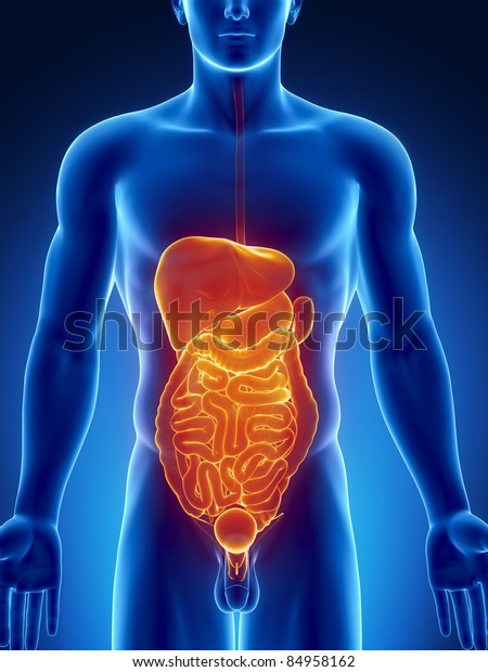 Male Anatomy Human Organs Blue Orange Stock Illustration 84958162