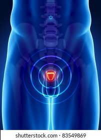 Male Anatomy Of Human Prostate In X-ray View