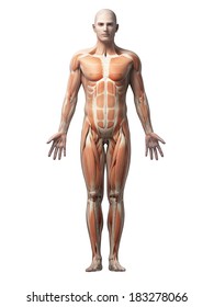 Male Anatomy Illustration - The Muscles