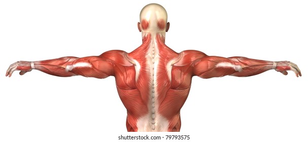 Male back anatomy muscular system posterior view