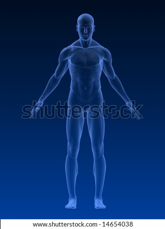 Male Body Stock Illustration 14654038 - Shutterstock