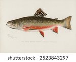 Male brook trout (Salvelinus Fontinalis). Vintage fish illustration from our own 1913 Portfolio Edition of Game Birds and Fishes of North America by Sherman F. Denton. Vintage Male brook trou.