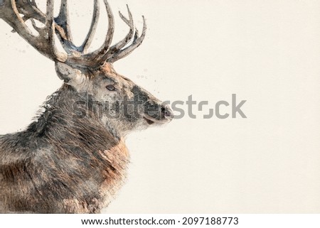 Male deer with antlers. Red deer stag. Aquarelle, watercolor illustration with copy space.